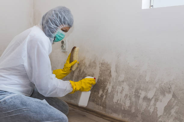 Best Emergency Mold Removal  in Troy, MI