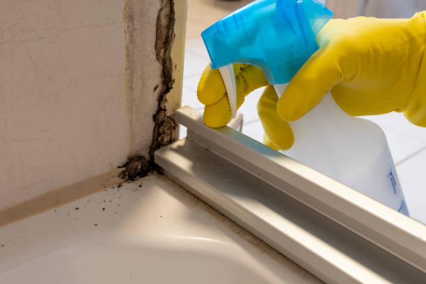 Best Mold Inspection  in Troy, MI