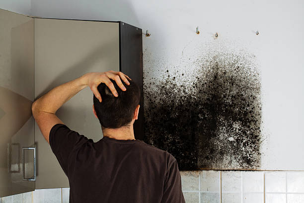 Professional Mold Removal in Troy, MI