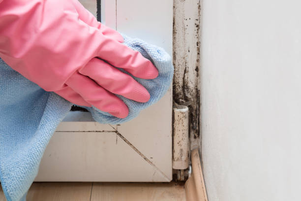 Best Affordable Mold Removal  in Troy, MI