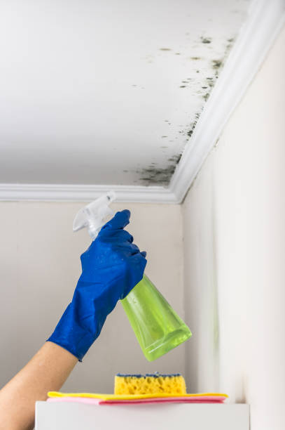 Best Commercial Mold Removal  in Troy, MI