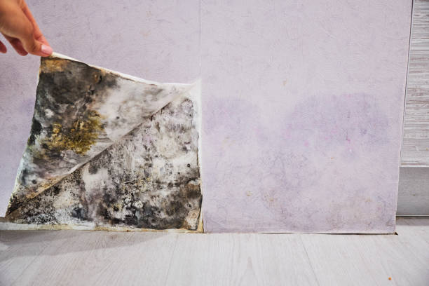 Best Same-Day Mold Removal  in Troy, MI
